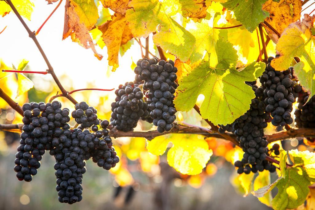 Straw Lodge Vineyard And Boutique Lodging Renwick Exterior foto